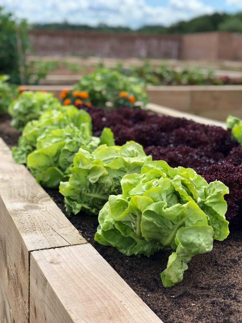 Rockliffe Hall Kitchen Garden Produce