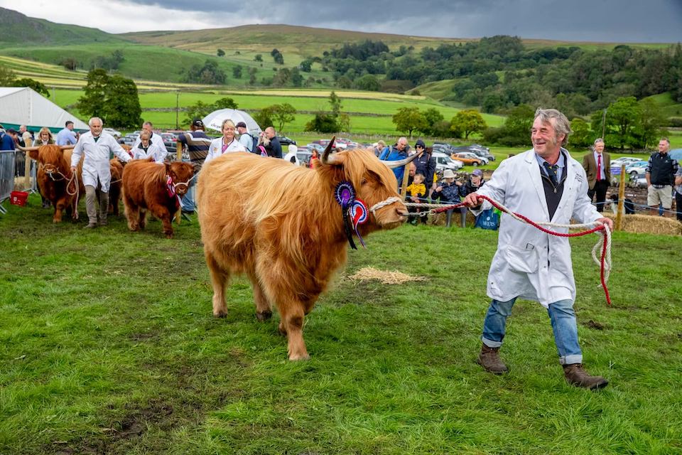 Malham Show highland cow parade