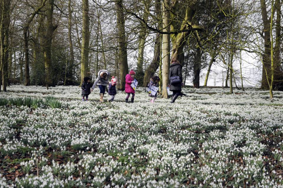 Burton Agnes Hall Snowdrops