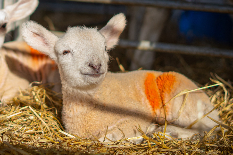 Cannon Hall Farm October Half Term Activities