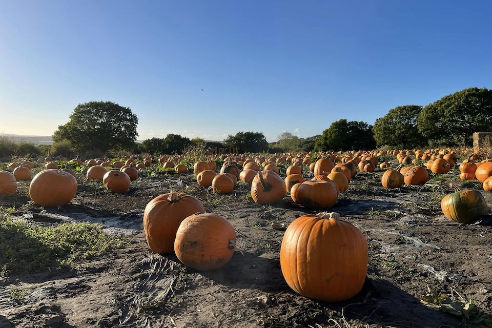 Kemps Pick Your Own Pumpkin October Half Term Activities