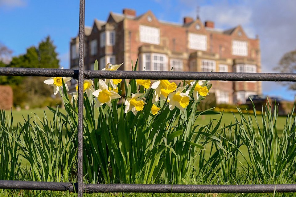 Daffodils outside Goldsborough Hall