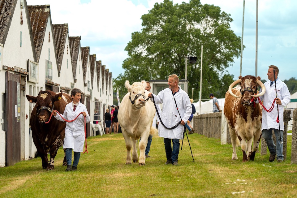Great Yorkshire Show cattle parade