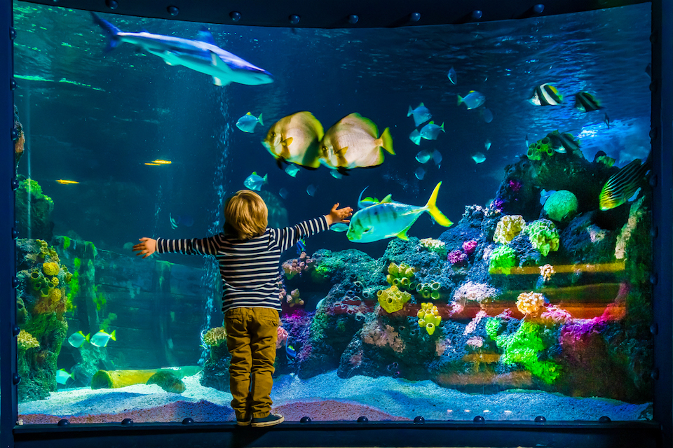 Things to do in Scarborough - Sea Life aquarium