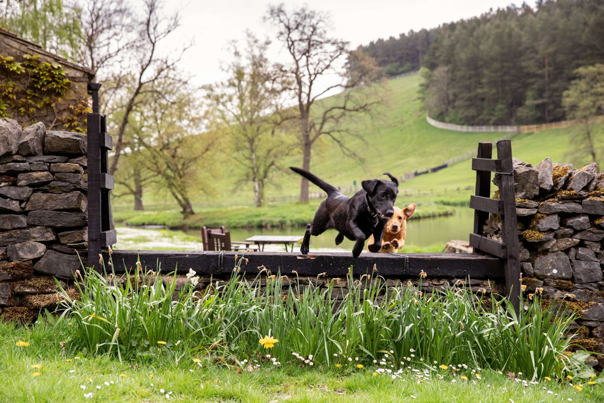 dogs jumping over wall outside in dog-friendly Coniston hotel Skipton grounds
