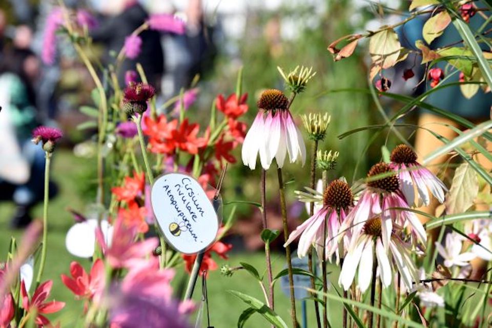 Flowers at Harrogate Spring Flower Show