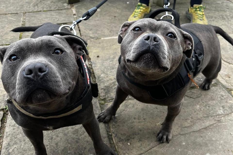 two staffies outside a pub