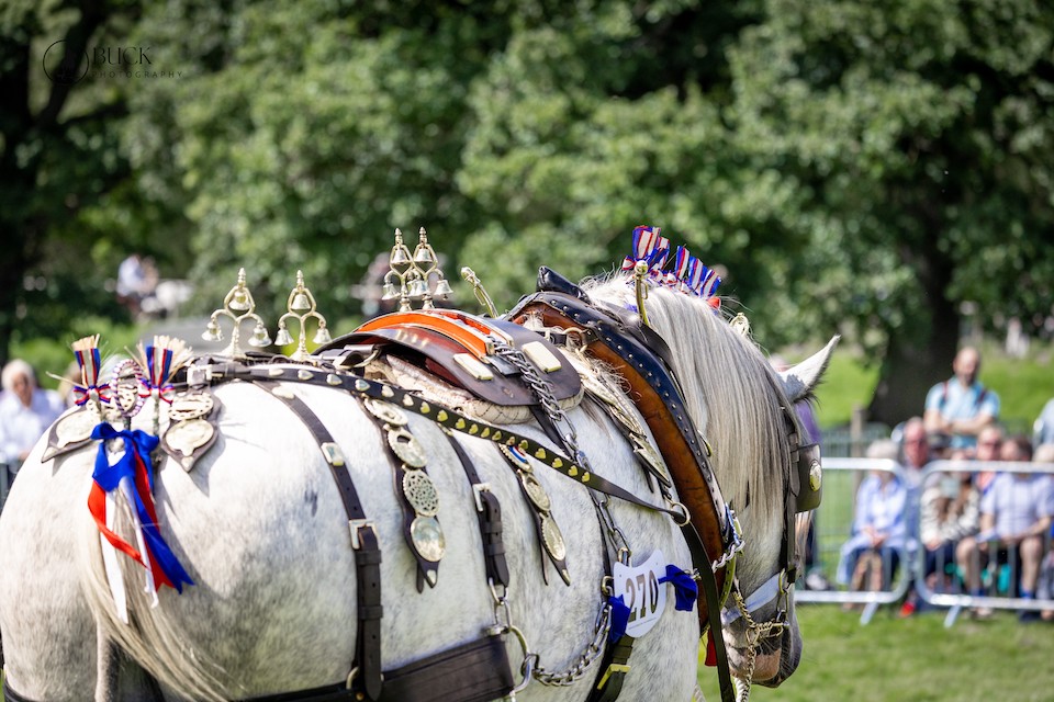 Ripley Show horse parade - things to do in Yorkshire this weekend