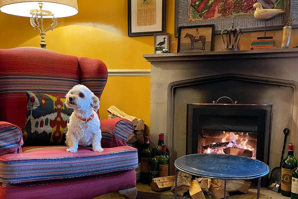 The White Swan dog by the fire - dog-friendly pubs