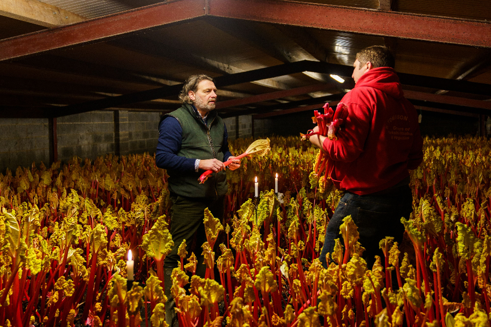 A-Taste-of-Forced-Rhubarb-Grantley Hall